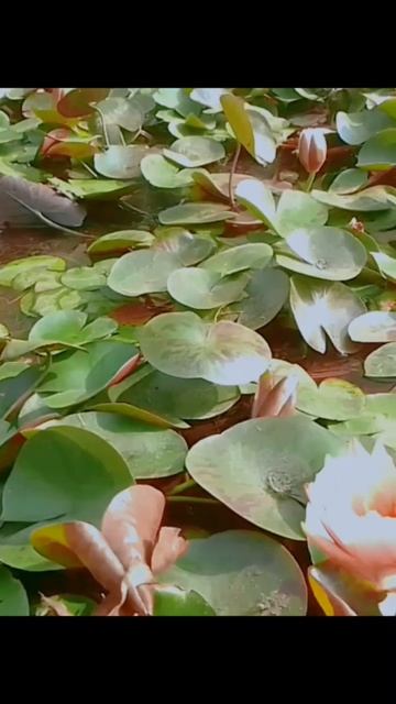 #nature #waterlilly #beautiful #shorts смотреть онлайн