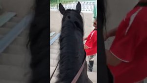 Кабардинская порода лошадей
