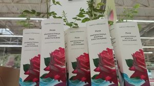 Ашан 2025. Первое поступление роз, лилейников и лилий. Обзор ассортимента и цены.