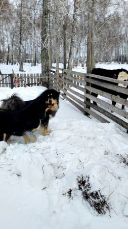 Аюна и Батыр отчаянно ищут общий язык с Пандой и Веснушкой 😒🐕🐮