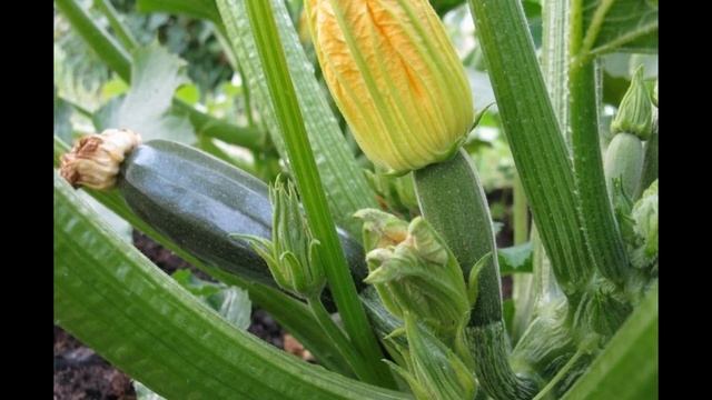 6 причин, чому зав'язі кабачків загнивають смотреть онлайн