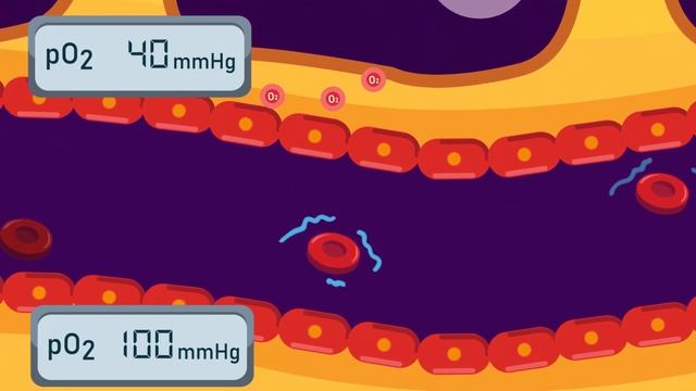Internal Respiration - How oxygen reaches our body tissues? смотреть онлайн