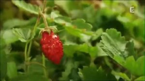 Әдемі табиғат көрінісі (көктем)