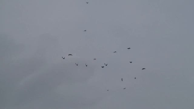 СВГ тренировочные будни 1.02.2013.m2ts смотреть онлайн