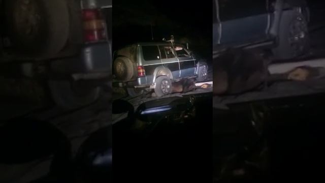 Издевательство над медведем смотреть онлайн