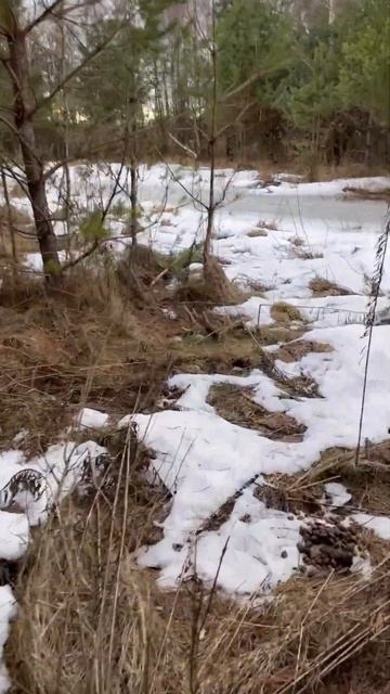 ПОИСК РОГОВ ПРОДОЛЖАЕТСЯ!!! #shorts смотреть онлайн