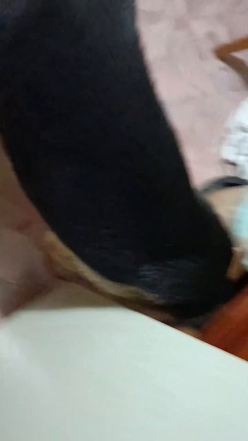 Болезнь Дины (вольерный кашель), заразилась смотреть онлайн