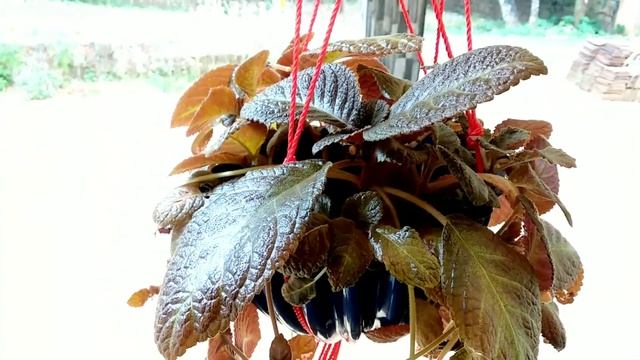 10 Varieties Of Hanging Plants/Fast Growing Hanging Plants/Athulya's World