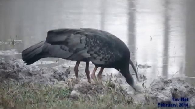 Giant Ibis foraging during non breedinng Season in Western Siem Pang Cambodia part 4