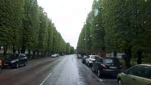 Липы в Вентспилсе стригут. Это круто!
