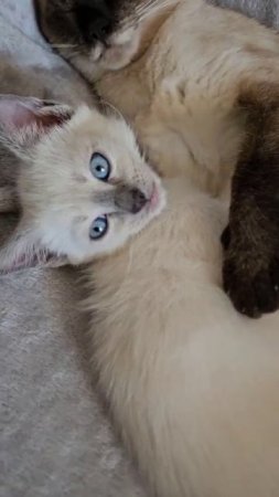 Тайский котёнок Filbert Gamlet с мамой Nakshatra Gamlet