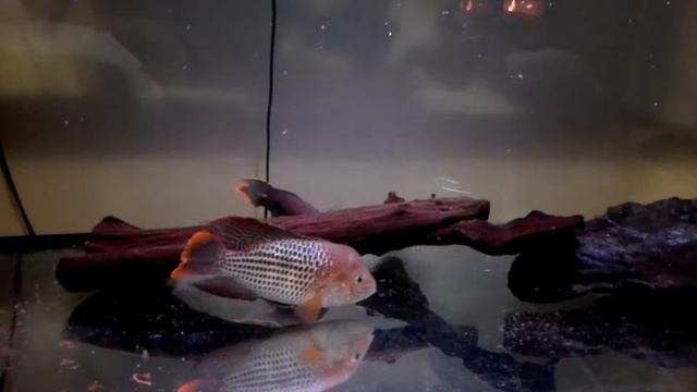 Akary poroční Andinoacara rivulatus Green Terror смотреть онлайн