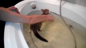 Шанти. Бенгал F1. Водные процедуры 2.