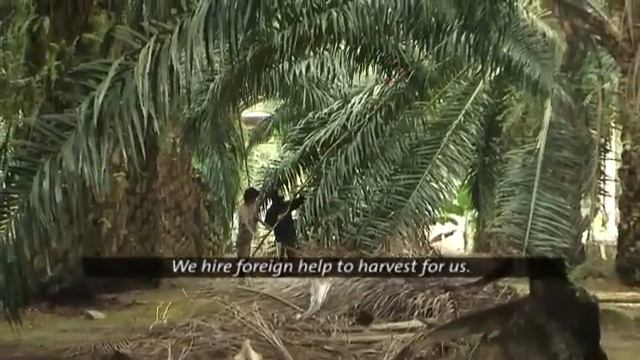 Life of an oil palm smallholder