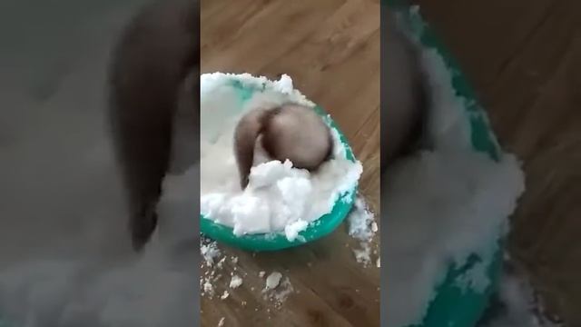 Мой хорёк купается в снегу смотреть онлайн