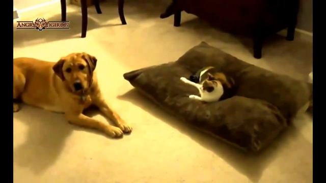 Собаки и кошки смешное видео 2015