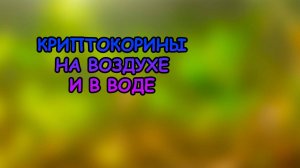 КРИПТОКОРИНЫ НА ВОЗДУХЕ И В ВОДЕ