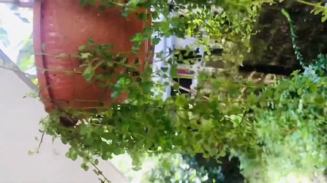 Fast growing hanging plants in Malayalam|homely hanging plants