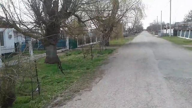 Пчелки гудят на весенних пыльценосах. смотреть онлайн