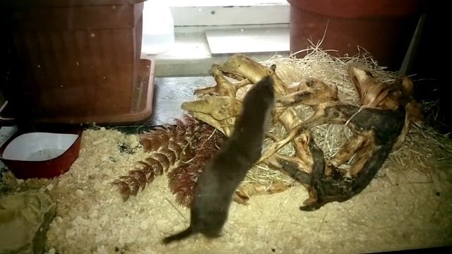 возня на коряге