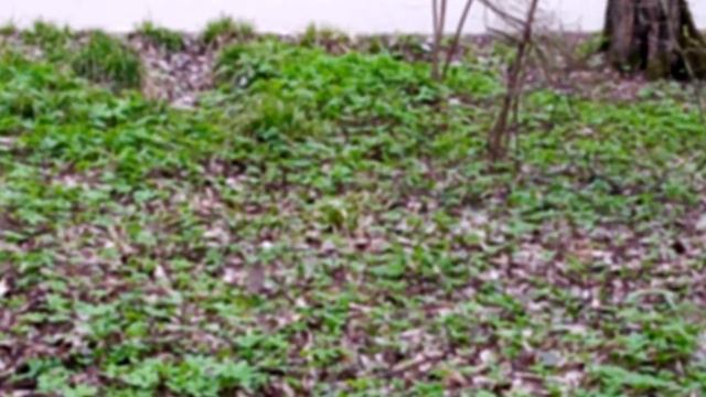 FOREST' BIRDS IN GUBERNSKIY PARK / BURUNG-BURUNG HUTAN DI TAMAN GUBERNSKIY смотреть онлайн