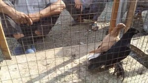 Asaka kaptar bozor 1-qism 5-avgust, 2022