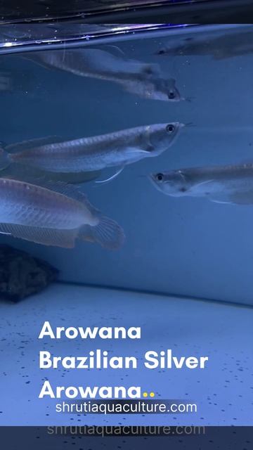 SILVER AROWANA