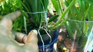 Bc. Yellow bird, Orchid