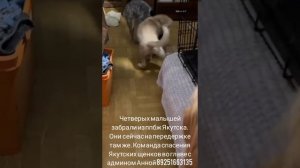 22-02-2025 Якутск ппбж забрали 4ых щенков