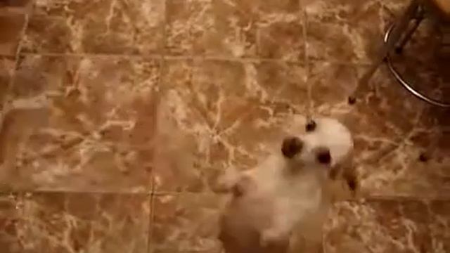 Диза - 1 января 2011 смотреть онлайн