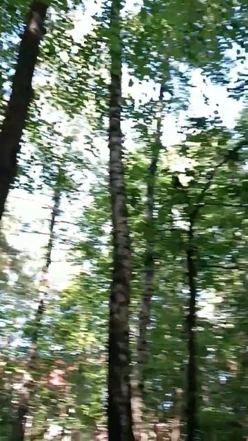 Nature morning forest Moscow region