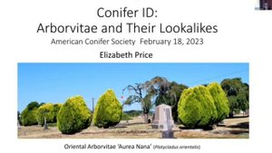 Платикладус, плосковеточник, биота, туя восточная. Сорт Aurea Nana