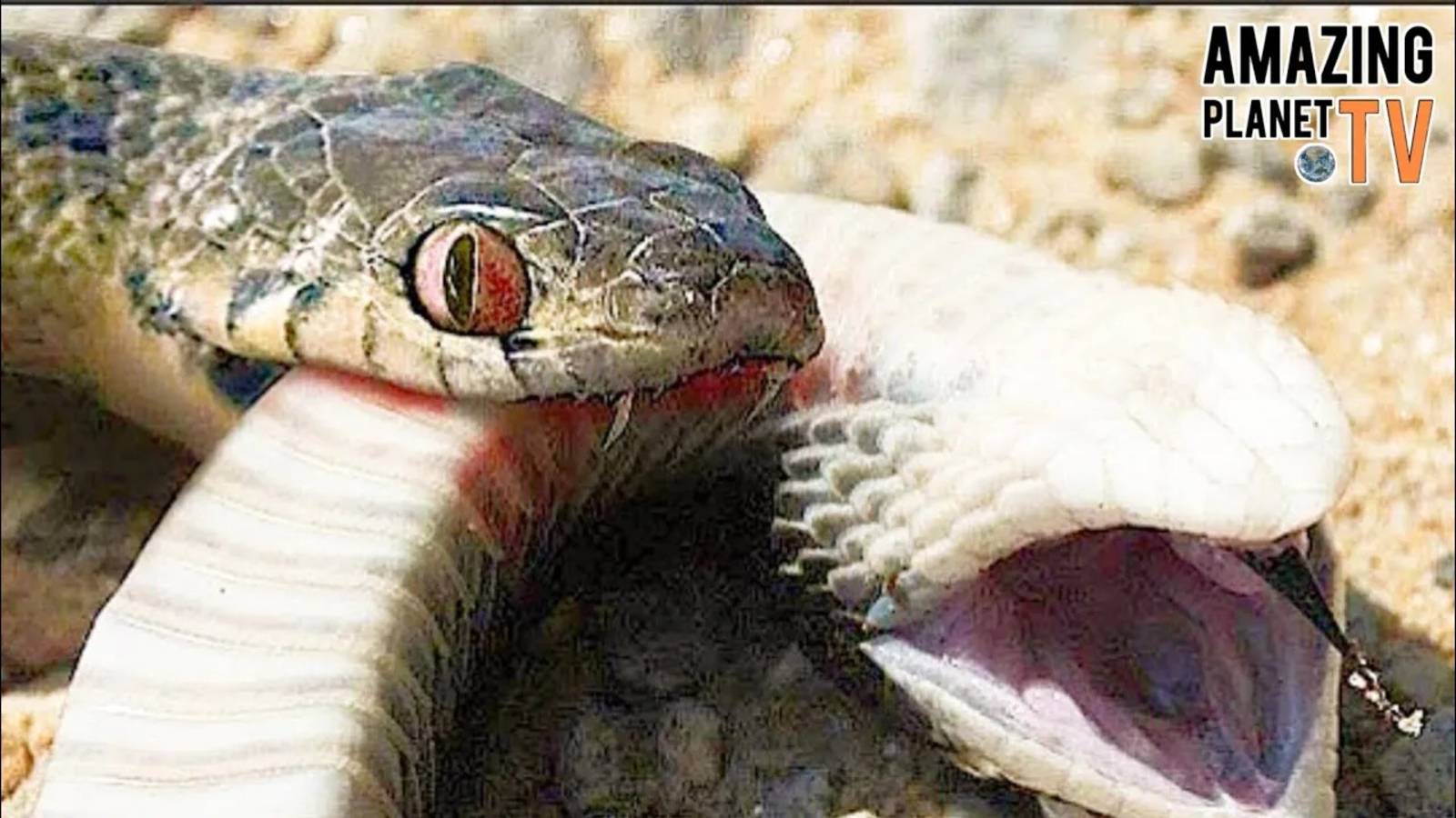 Змее поставили памятник! Уникальная история охотника на гадюк смотреть онлайн