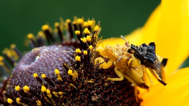 Accouplement  de punaises