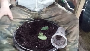 Размножение ежевики однопочковыми зелёными черенками.