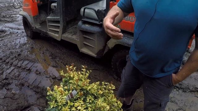 TreeTipTuesday - Osmanthus heterophyllus Goshiki