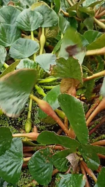 ऐस NIKALE जत ह जन प खल क SINGADE Water Chestnut  shorts