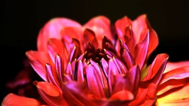 Канал лучших русских новинок и цветы в отличном каче... смотреть онлайн