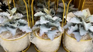 Фикс прайс новинки с посудой. Их снова привезли! Посуда, тарелки, товары для дома. Полный обзор