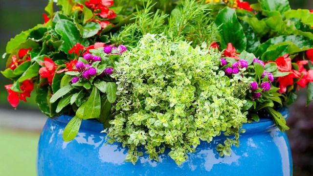 Small Space, Big Impact - Container Plant Ideas | Porch Decor Inspiration | Design Your Landscape