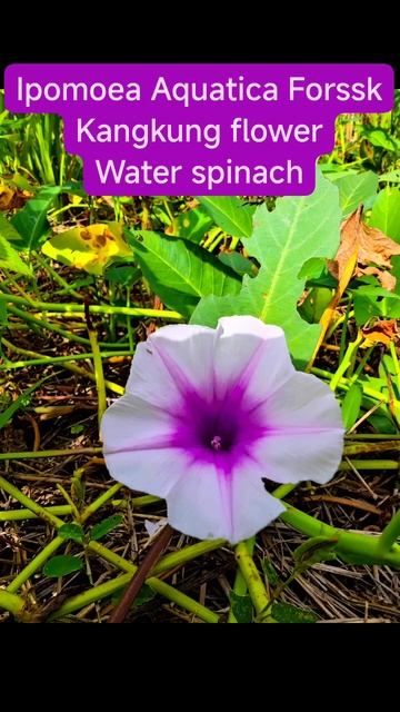 4 Ipomoea aquatica / Kangkung / River spinach / Water spinach / Water morning glory / Vallal