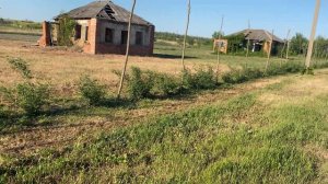 Шиповник живая изгородь