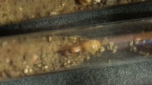 New Honeypot Ant Queens Digging in Test Tube! (Myrmecocystus mexicanus)