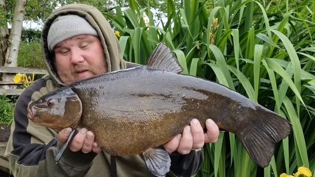 THE FISH WENT MAD FOR THIS BAIT! - TENCH FISHING смотреть онлайн