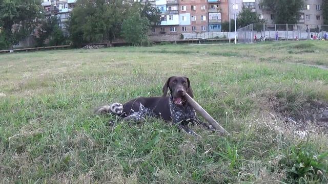 Хорек Бонапарт и курцхаар Алька 3