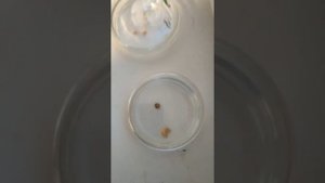 Проращивание баклажанов и перцев в чашках петри. Результат.