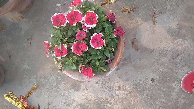 My Pitunnias are blooming / Gardening my passion