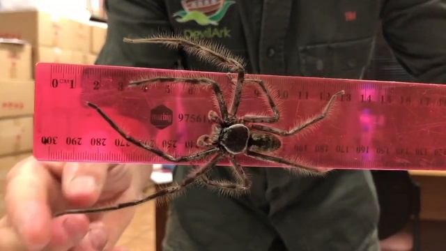 Behemoth the giant huntsman смотреть онлайн