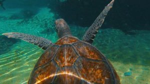 Cayman Turtle Centre - Shark, Alligator - Explore Cayman Wildlife