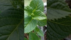 Гортензия Таблетензия🌿🌱🌸